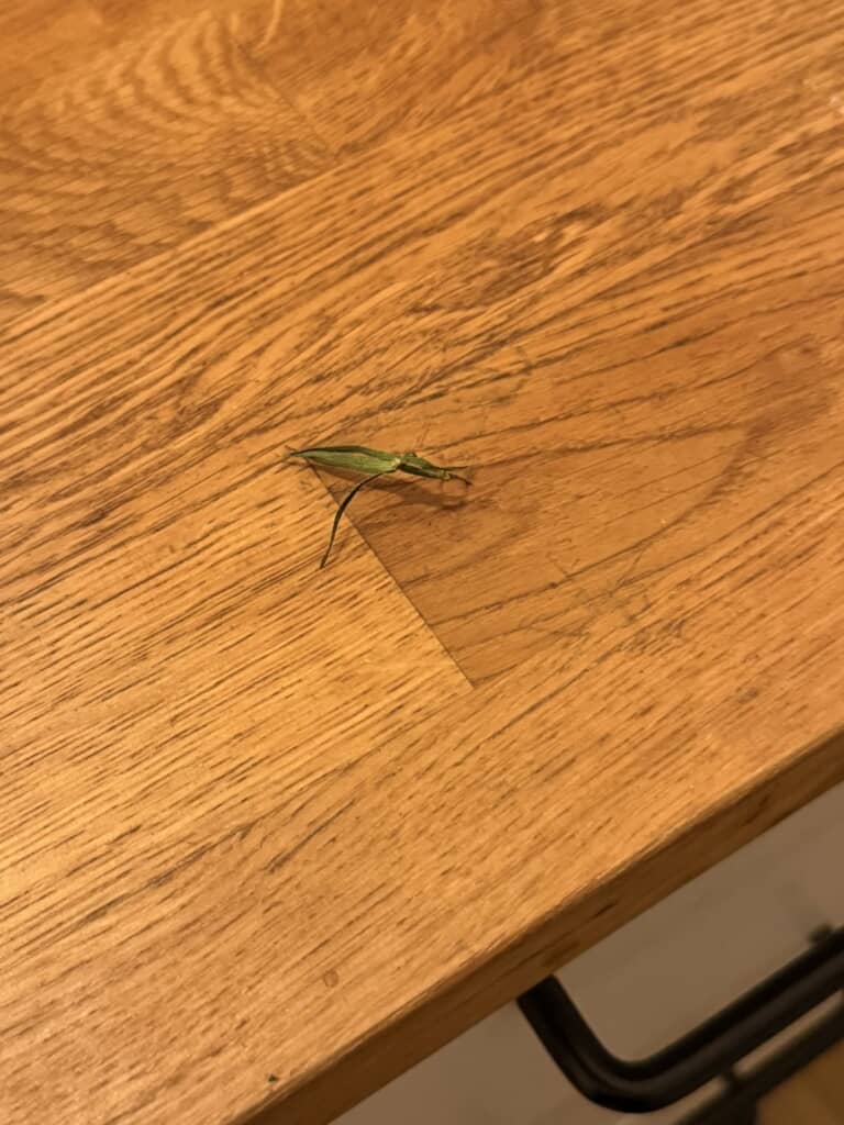 キッチンでバッタを発見！