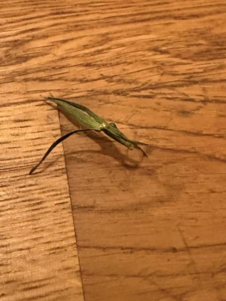 正体はミニトマトのヘタでした