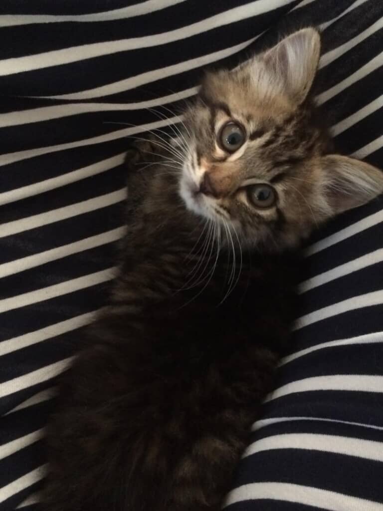 見上げている表情もかわいいです