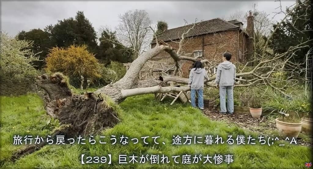 倒れてしまったクルミの木
