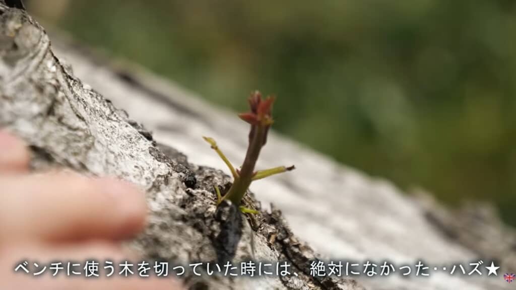 芽が出ていました!