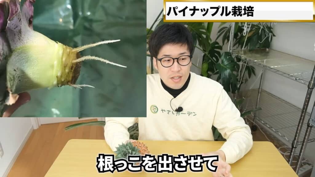 ヘタを水につけておくと、根元から細い根が