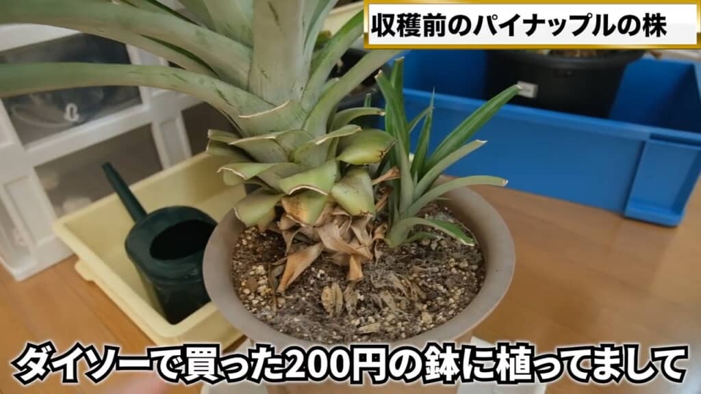 土に植え替えて約5年