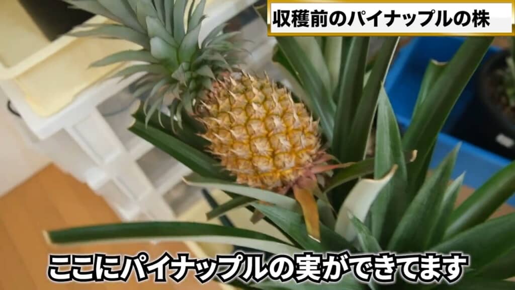 丁寧に育ててきた結果、立派な実がなりました