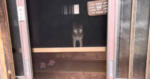 柴犬