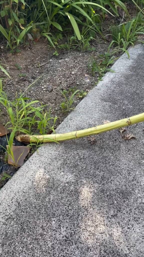 風で横倒しになったヒマワリ