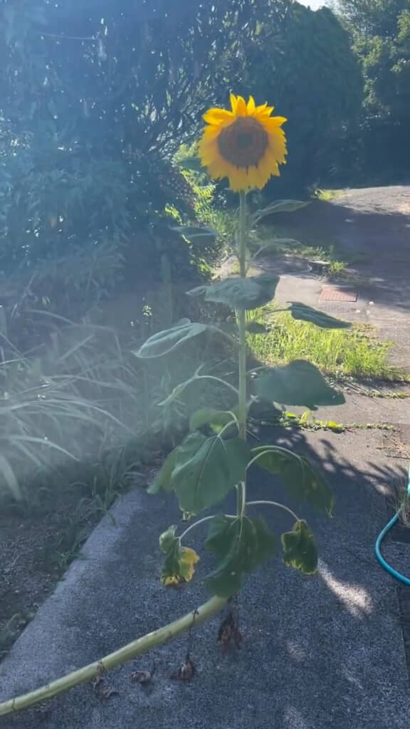 そのまま立派な花を咲かせました