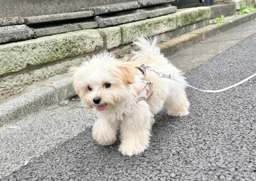 お散歩中のぽてとくん