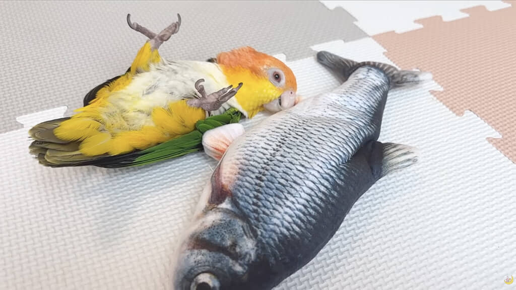 おもちゃに夢中なとろろちゃん