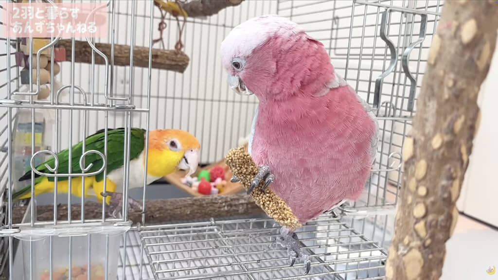 おやつを横取りするみりんちゃん