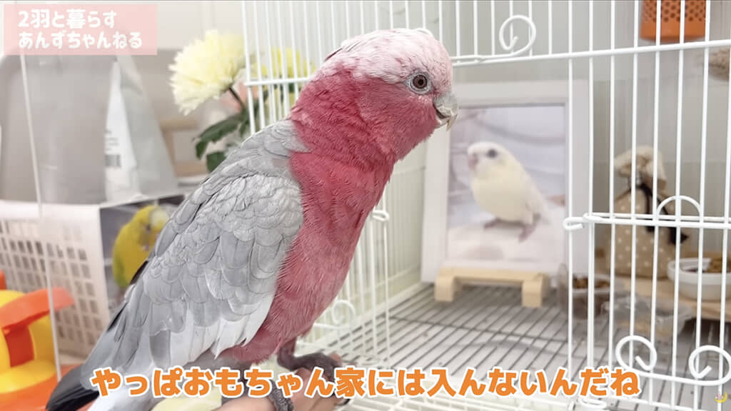 おもちちゃんのケージは荒らしません