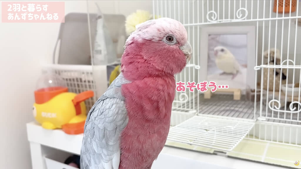 小さな声で「あそぼう……」