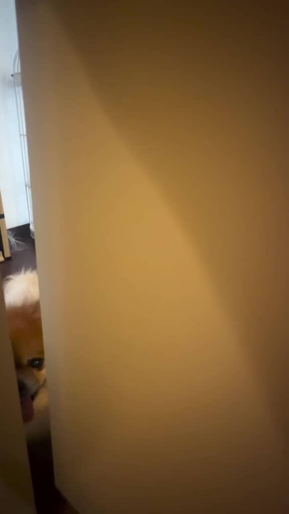 愛犬も心配しています