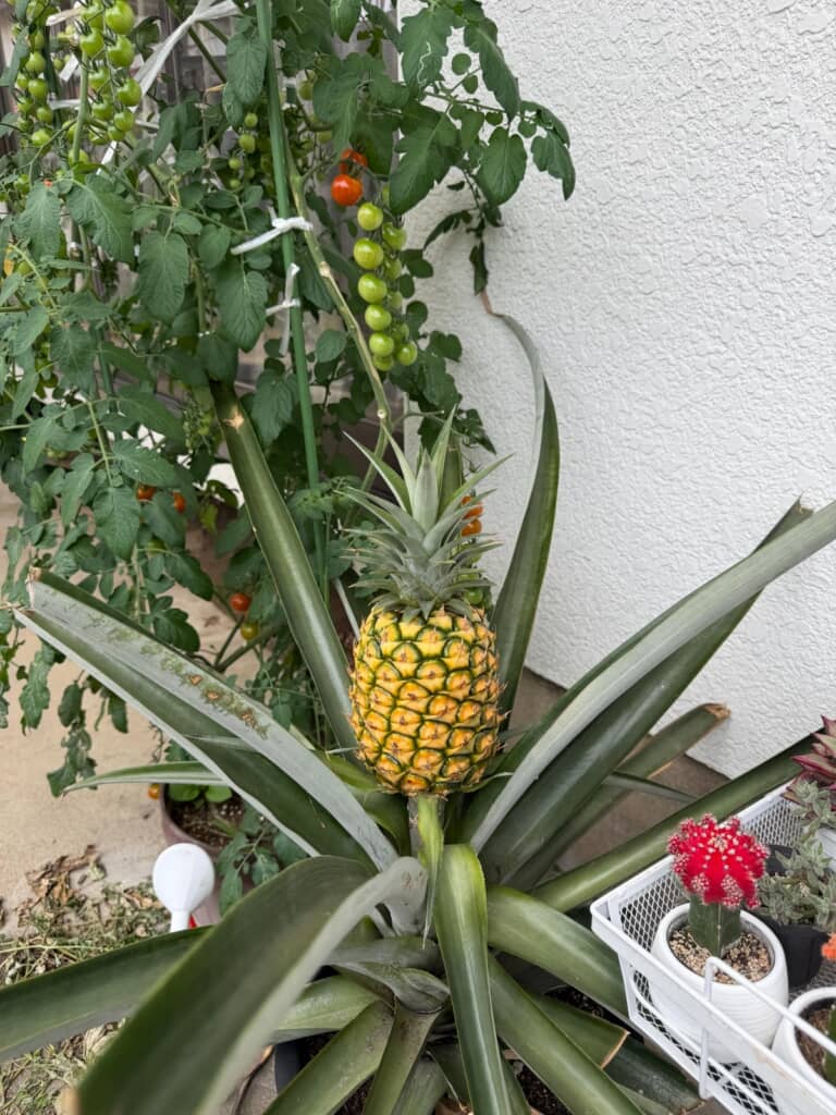 鉢植えでもこんなに立派に成長するんですね！