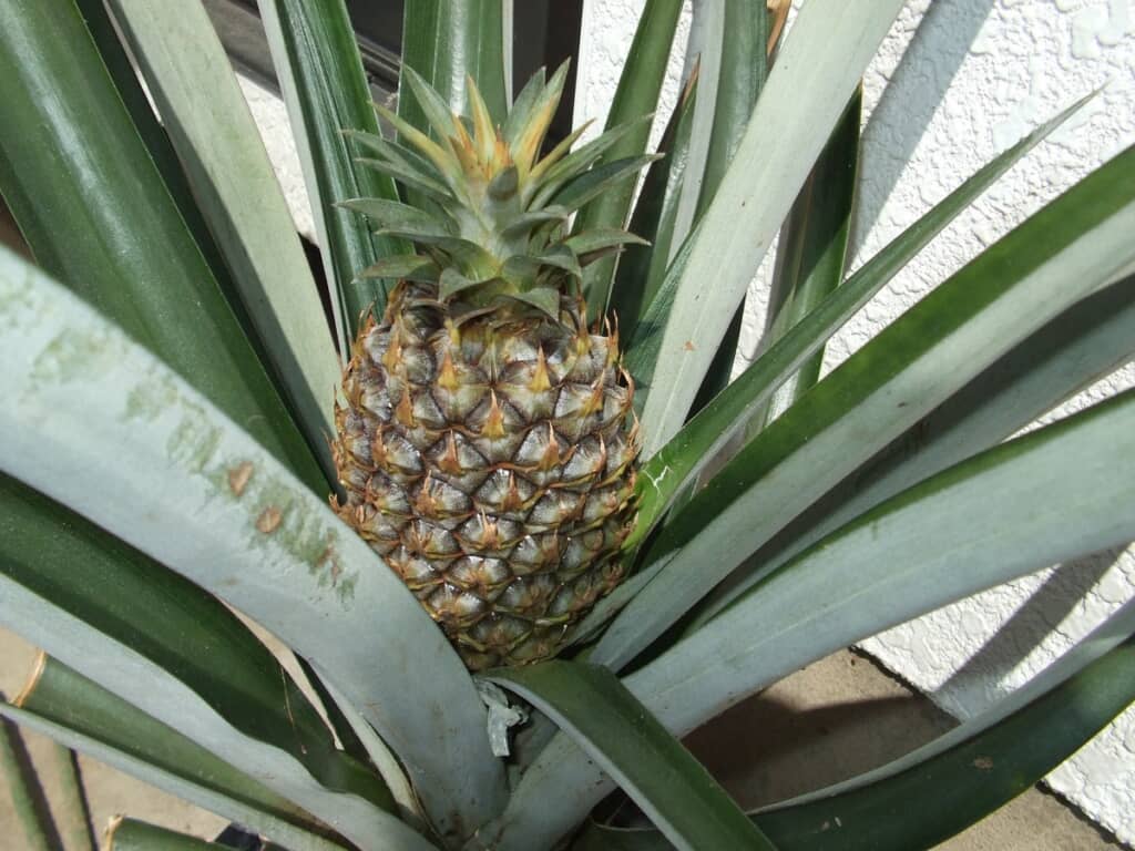 まだ葉が小さくて食べられない感じですね……