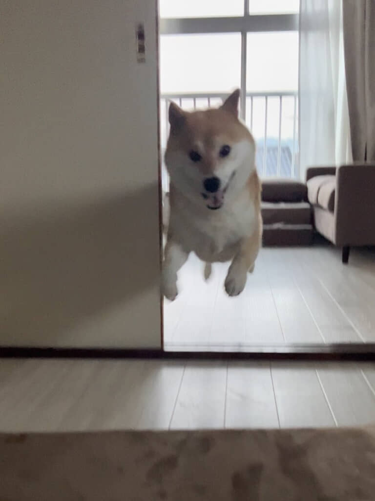 パンの匂いを嗅ぎつけてジャンプ！