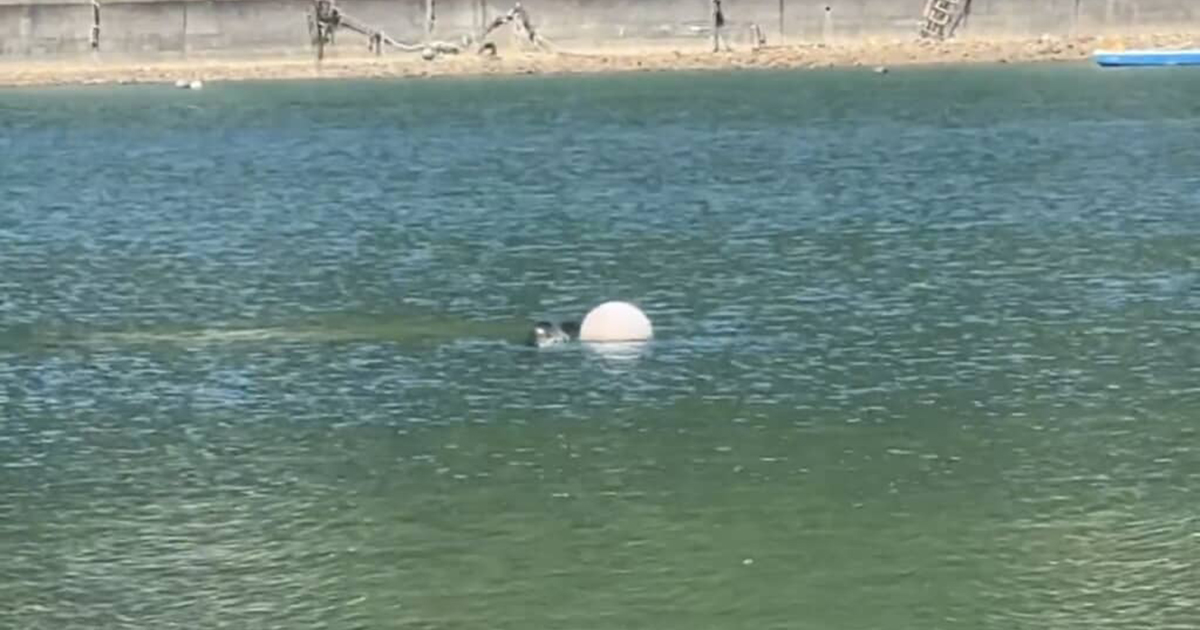 海で泳いでいたら、謎の“でかい生き物”を見かけて……「え!?」　まさかの正体に「そんなことある？」「まじビビるやつ」　投稿者に話を聞いた（1/2） | その他生き物 ねとらぼ