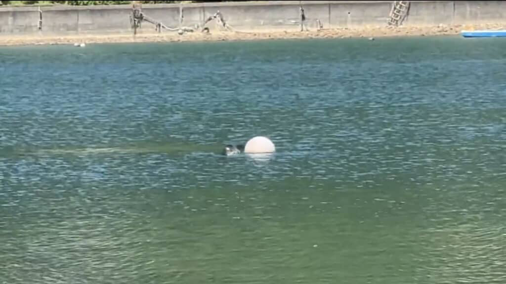 浮きのそばに頭を出しているのは……