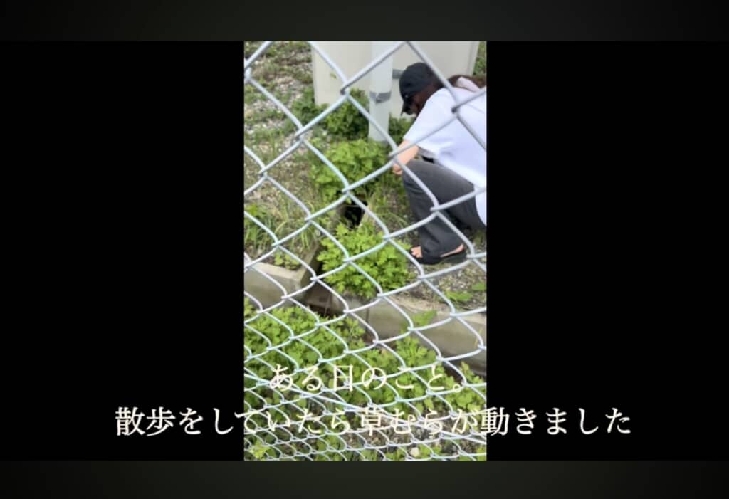 草むらにいた生き物とは