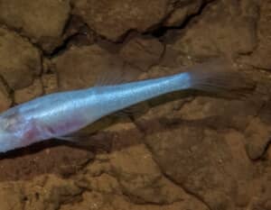 米軍基地の地下で偶然見つかった目のない新種の魚
