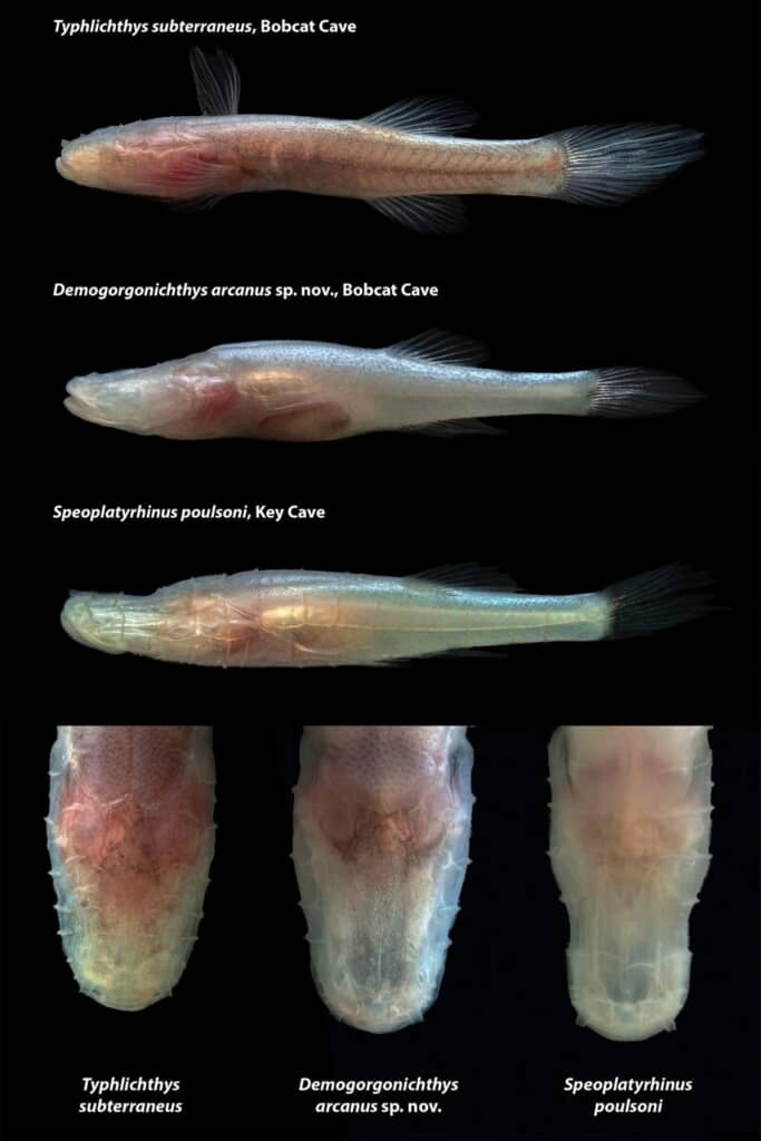 Demogorgonichthys arcanus（デモゴルゴニクティス・アルカヌス）」という新属新種の洞窟魚