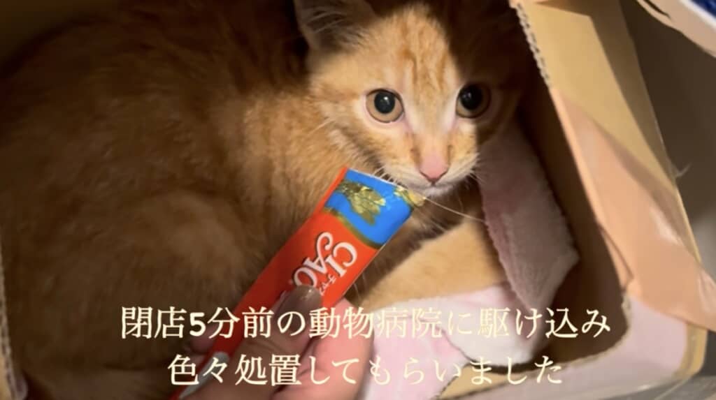 保護された茶トラの子猫