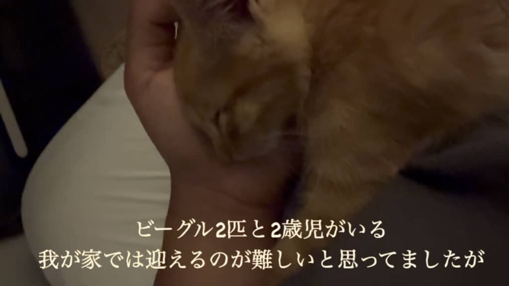 やっと安心できたようでスヤスヤ