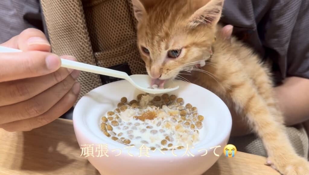 たくさん食べて大きくなろうね