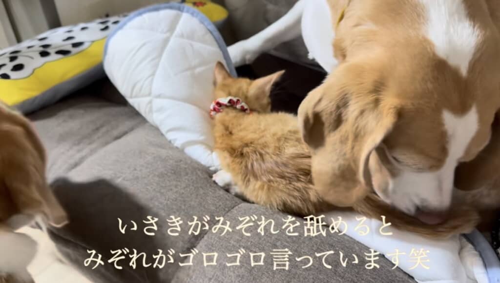 いさきくんになめてもらいゴロゴロ