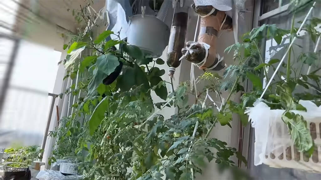 植木鉢を使わないベランダ菜園の紹介です