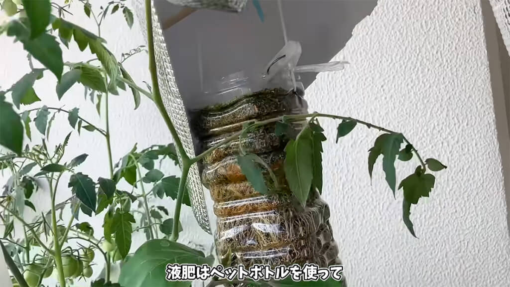 液肥はペットボトルで点滴しています