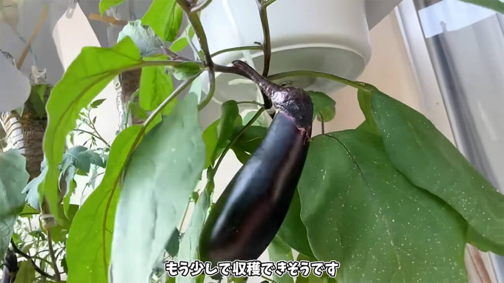 ナスがいい感じに育っていました