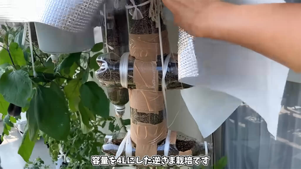 ペットボトルを4本つないだ自作の栽培容器
