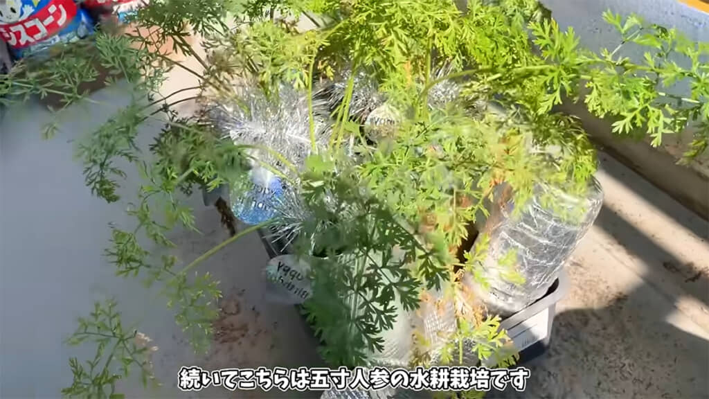 五寸ニンジンにはクリスマスモールが巻かれています