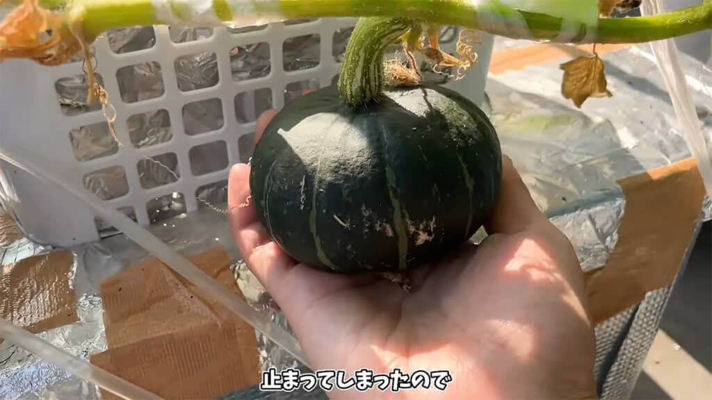 ミニ栗カボチャの成長に期待したいところです