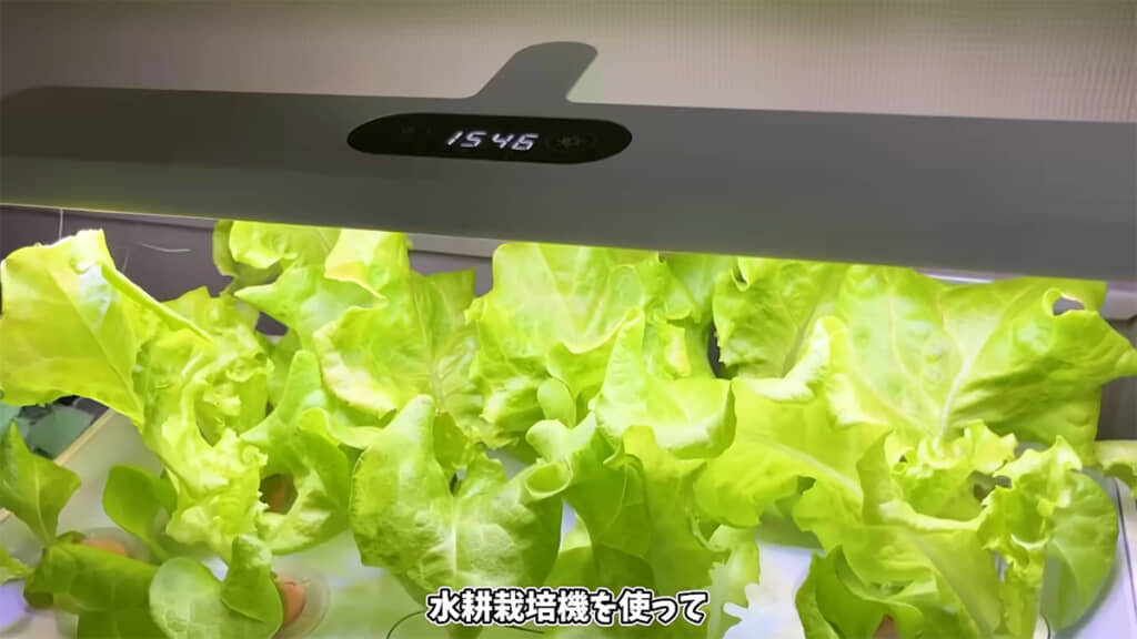 レタスは窓際より、LEDライトの方がよく成長するとのこと
