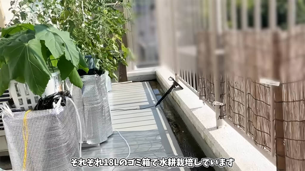 灼熱のベランダでも水耕栽培