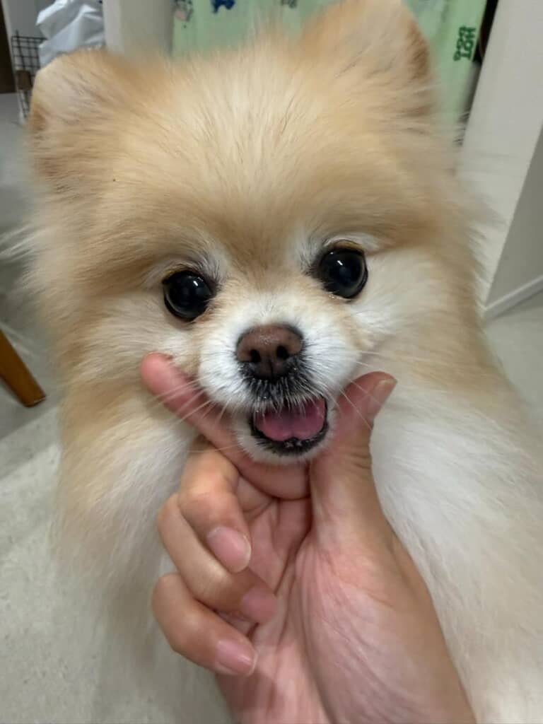 あーーーご！