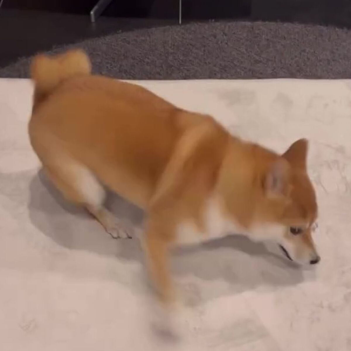 ニトリのラグ→愛犬が強めにひっかいたら……　驚きの姿に「えっと近くのニトリどこだっけ」「うちも買います」と109万再生 | 犬 ねとらぼ