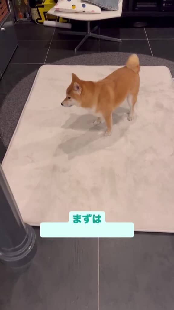 ニトリのラグを購入
