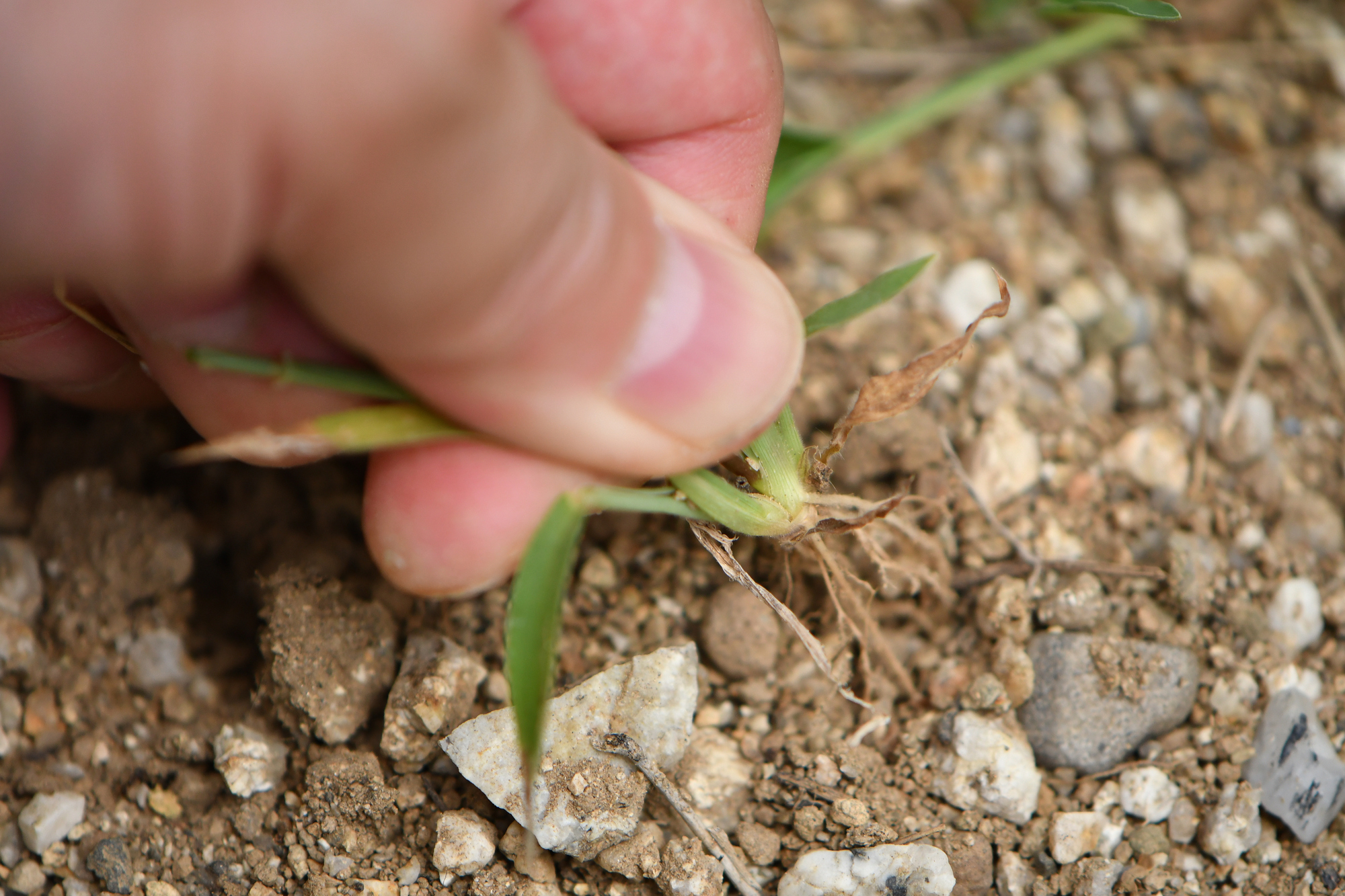 「伸びた雑草に良く効きます」 農家もすすめる“除草剤”に「1本で一年中大丈夫でした」「庭の手入れが劇的にラクに」「しばらく生えてこないのも助かります」の声(1/2) | ライフ ねとらぼリサーチ