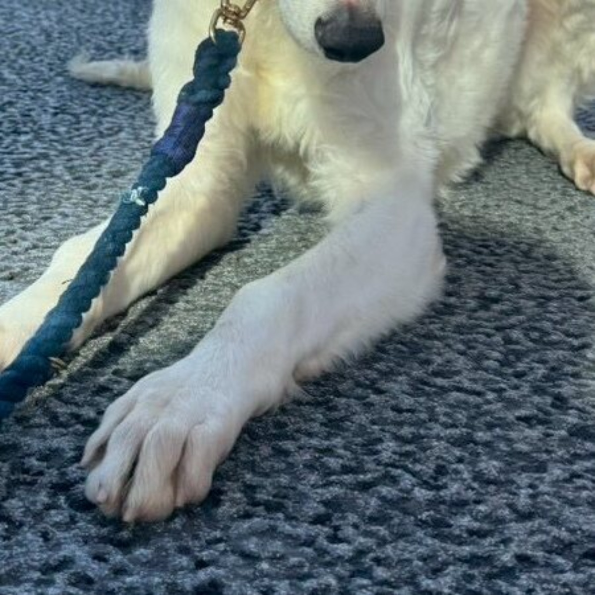 小学生に「ママー！ヤギー！」と言われた愛犬→とんでもない姿が480万表示「どう見ても犬ですけど？って顔してる」「ストレス消え去った」（1/3） | 犬 ねとらぼ