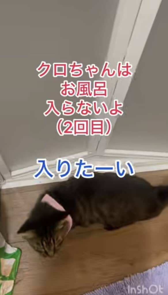 駄々っ子クロちゃん