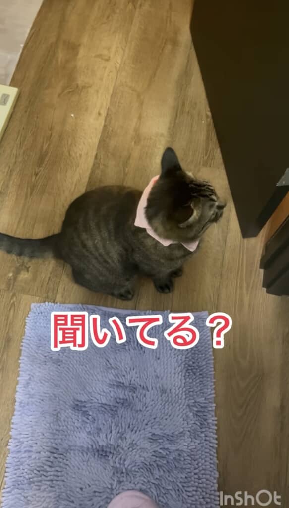 知らんぷり作戦