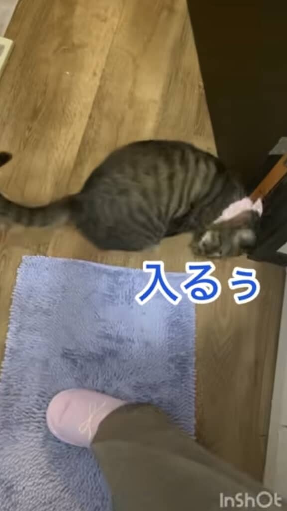 駄々っ子クロちゃん