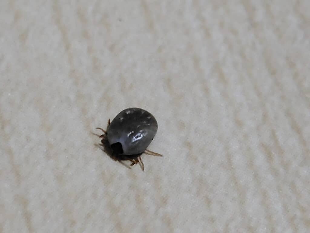 マダニに刺されている様子