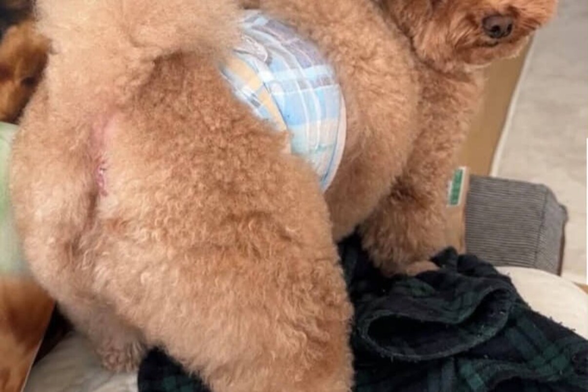「小手伸也そっくり」と言われた愛犬→「想像の10倍似てて笑いが止まらない」まさかの姿に「生き別れの兄弟説」「パーツのバランスが同じ」(1/2) | 犬 ねとらぼ