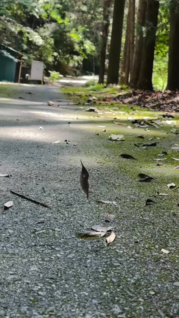 山道で見かけた宙に浮いている木の葉