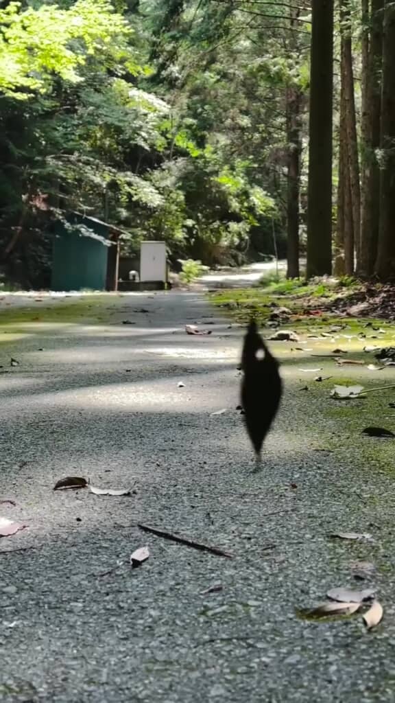 つるされた状態でくるくる回転する木の葉