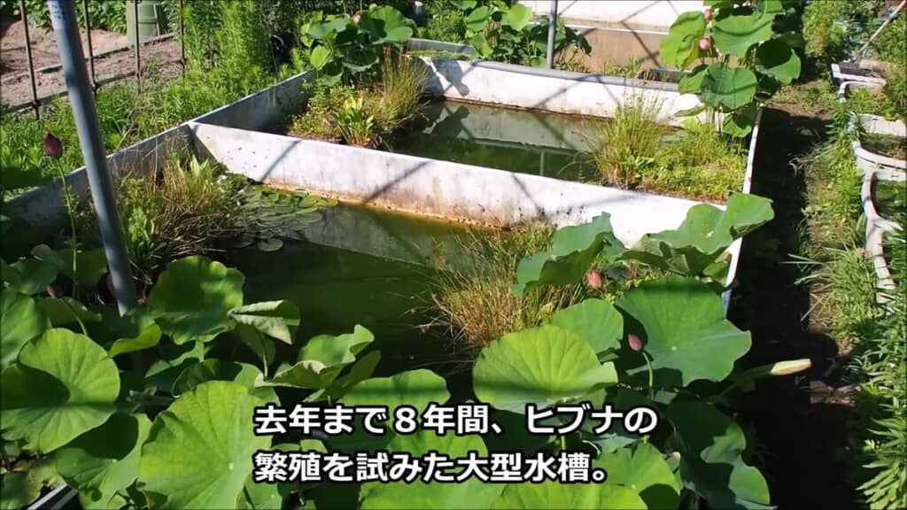 ヒブナを繁殖させるべく使ってきた大型水槽